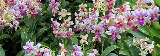 Lessons in challenging Female Genital Mutilation Court Orders