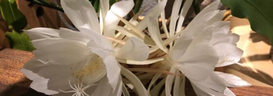 Ireland may pay a heavy price for buying into the FGM moral panic