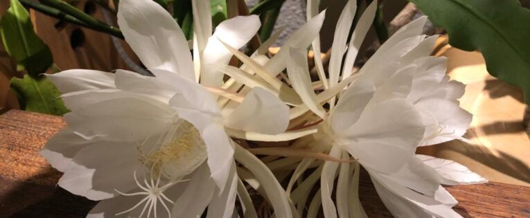 Will Ireland pay a heavy price for buying into the FGM moral panic?