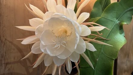 Miscarriage of Justice in Ireland's FGM case?