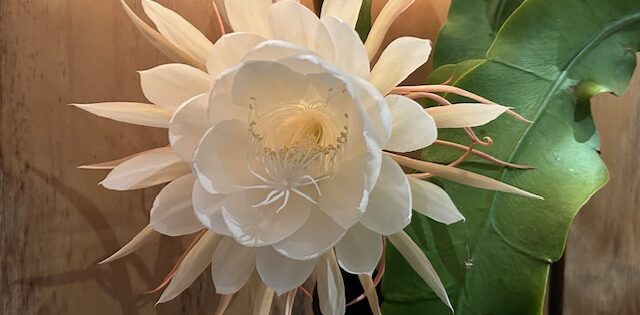 Miscarriage of Justice in Ireland’s FGM landmark case?