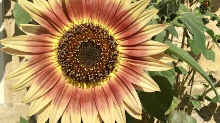 The Irish conviction for an FGM crime that didn't happen