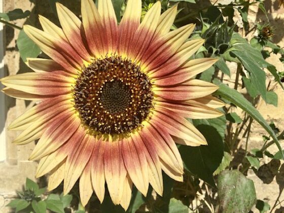 The Irish conviction for an FGM crime that didn't happen