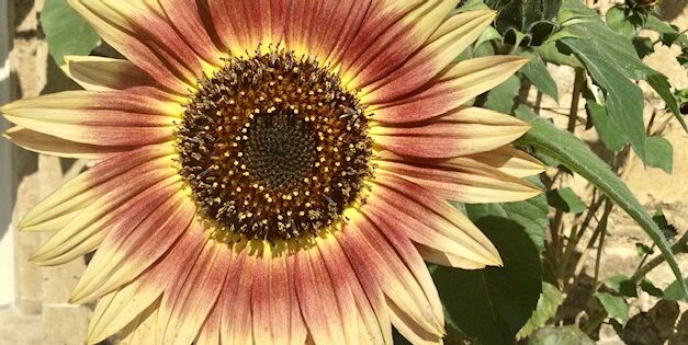 Ireland’s wrongful FGM conviction