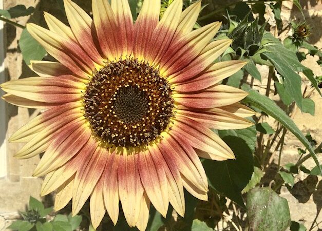 The Irish conviction for an FGM crime that didn't happen