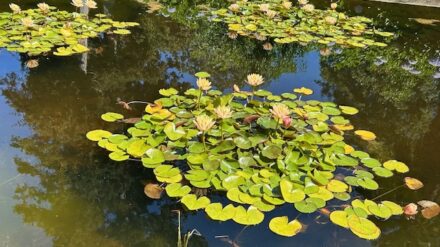 Has a Zero Tolerance to FGM approach delayed justice delivery to innocent parents in Ireland?