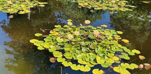 Has Ireland’s Zero Tolerance for FGM approach delayed justice for innocent parents?